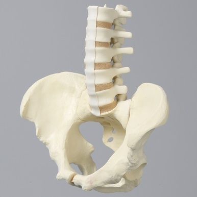 Anatomisk modell av bäckenet med korsben och nedre ryggrad